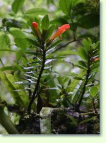 Columnea flexiflora