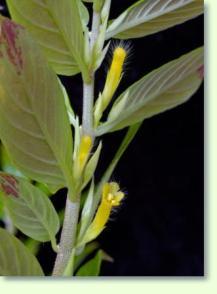 Columnea orientandina