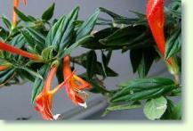 Columnea