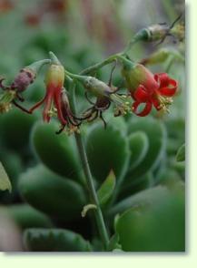 Cotyledon orbiculata