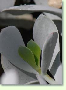 Cotyledon orbiculata