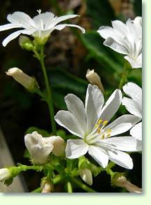 Lewisia cotyledon var heckneri