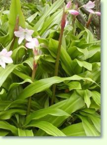 Zum vergrößern klicken Crinum