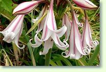 Zum vergrößern klicken Crinum bulbispermum