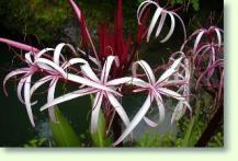 Zum vergrößern klicken Crinum augustum