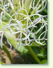 Zum vergrößern klicken Crinum asiaticum