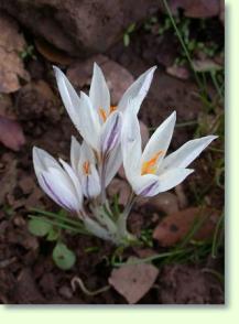 Zum vergrößern klicken Crocus aleppicus