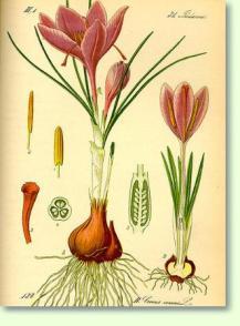 Zum vergrößern klicken Crocus sativus