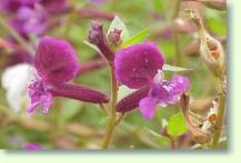 Zum vergrößern klicken Köcherblümchen: Cuphea hyssopifolia