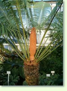 Cycas