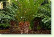 Cycas revoluta