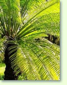 Zum vergrößern klicken Cycas circinalis