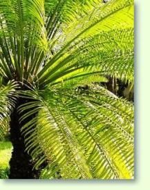 Cycas circinalis