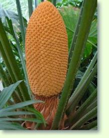 Cycas circinalis