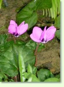 Zum vergrößern klicken Cyclamen pseudibericum