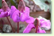 Cyclamen alpinum