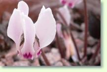 Cyclamen cyprium