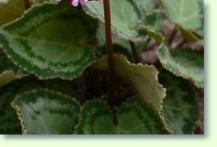 Zum vergrößern klicken Cyclamen graecum