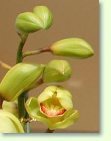 Cymbidium Blüte