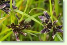 Zum vergrößern klicken Cyperus Fuscus