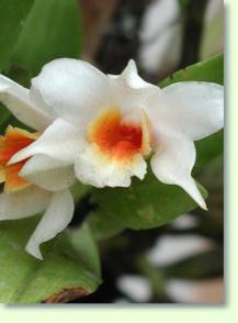 Dendrobium cariniferum