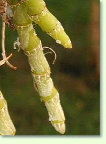 Dendrobium cretaceum