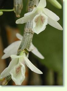 Dendrobium cretaceum