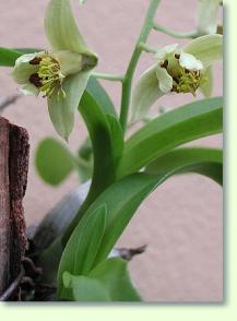 Dendrobium delacourii