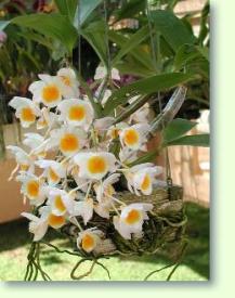 Dendrobium farmeri