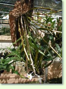Dendrobium gratiotissimum