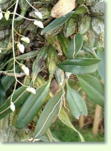 Dendrobium lindleyi