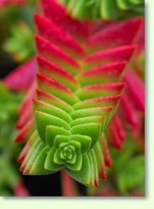 Zum vergrößern klicken Crassula capitella