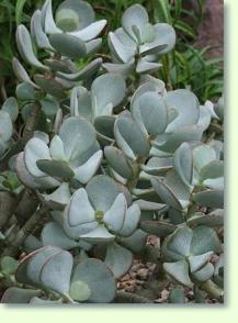 Zum vergrößern klicken Crassula arborescens