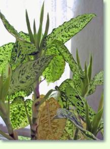 Dieffenbachia