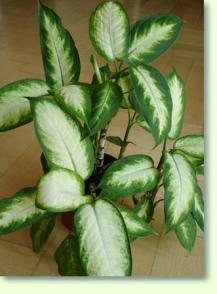 Dieffenbachia 