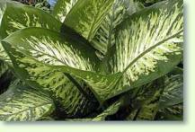 dieffenbachia amoena