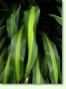 Zum vergrößern klicken Drachenbaum Dracaeana fragrans