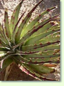 Dyckia