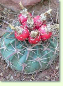 Echinocactus texensis fruit