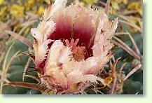 Echinocactus texensis flower