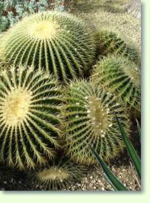 Echinocactus grusonii