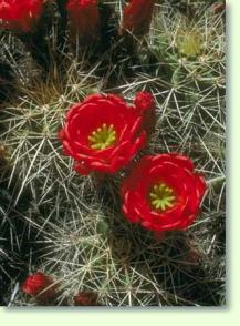 Echinocereus triglochidiatus