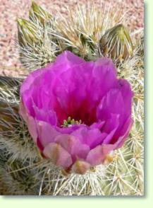 Echinocereus engelmannii