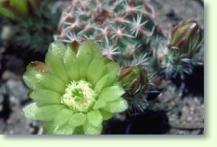 Echinocereus viridiflorus