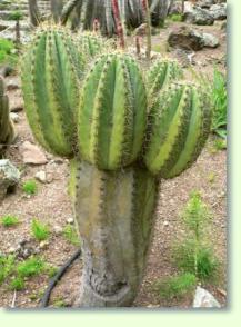 Echinopsis terscheckii