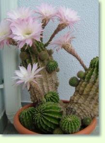 Echinopsis oxygona