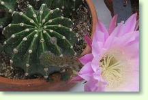 Zum vergrößern klicken Echinopsis eyriesii