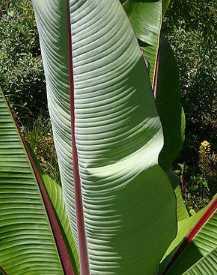 Ensete ventricosum