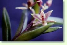 Epidendrum