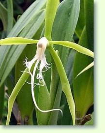 Epidendrum